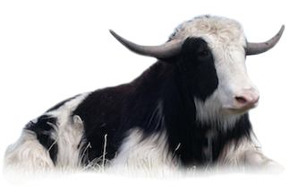 yak yarn, knitting yarn Nashville, Ewe and Company